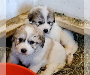 Great Pyrenees Puppy for sale in KENNEWICK, WA, USA