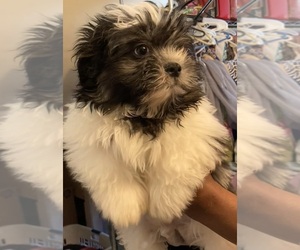 Shiranian Puppy for sale in BEDFORD, OH, USA