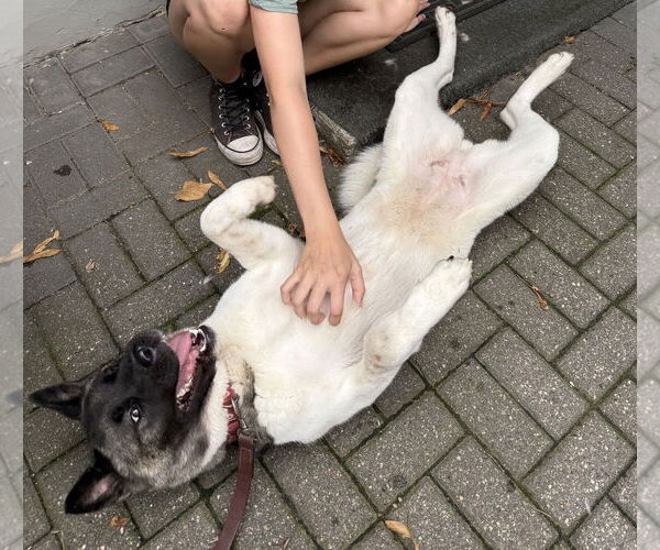 Medium Photo #13 Akita-Unknown Mix Puppy For Sale in Princeton, MN, USA