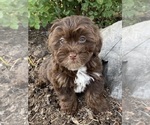 Small Photo #5 Lhasa Apso-Poodle (Toy) Mix Puppy For Sale in CANOGA, NY, USA