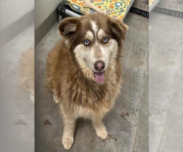 Medium Photo #1 Border Collie-Siberian Husky Mix Puppy For Sale in Jackson, CA, USA