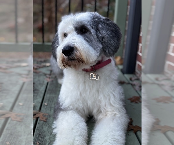 Medium Photo #1 Sheepadoodle Puppy For Sale in CLEMSON, SC, USA