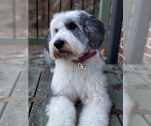 Mother of the Sheepadoodle puppies born on 04/26/2026