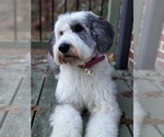 Small Photo #1 Sheepadoodle Puppy For Sale in CLEMSON, SC, USA