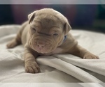 Small Photo #8 American Pit Bull Terrier Puppy For Sale in PALM BCH GDNS, FL, USA
