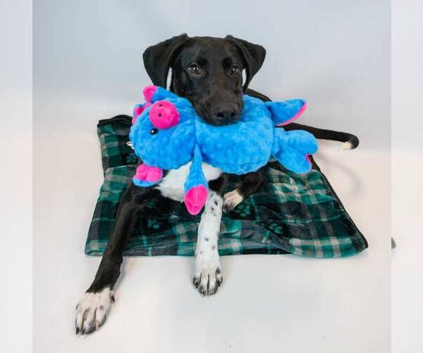 Medium Photo #6 Borador Puppy For Sale in Kennesaw, GA, USA