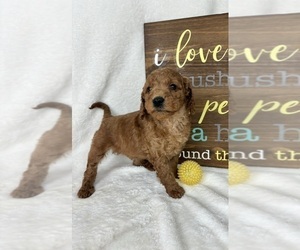Goldendoodle (Miniature) Puppy for sale in GREENFIELD, IN, USA