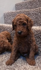 Goldendoodle Puppy for sale in SPRINGVILLE, UT, USA