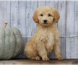 Goldendoodle Puppy for sale in FREDERICKSBG, OH, USA