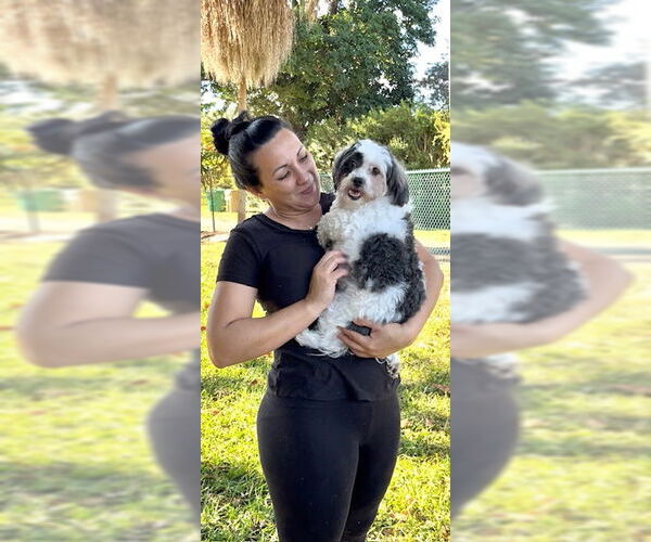 Medium Photo #3 Shih Tzu Puppy For Sale in Weston, FL, USA