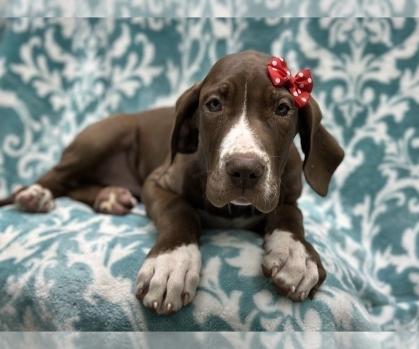 Medium Photo #1 Great Dane Puppy For Sale in LAKELAND, FL, USA