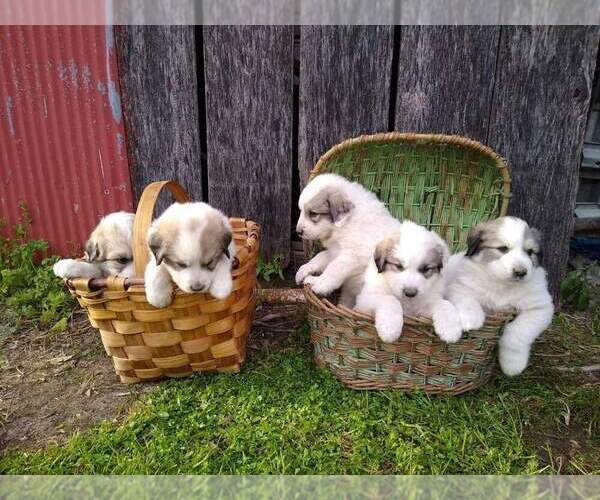 Medium Photo #1 Great Pyrenees Puppy For Sale in VERGENNES, IL, USA