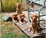 Small #6 Golden Retriever