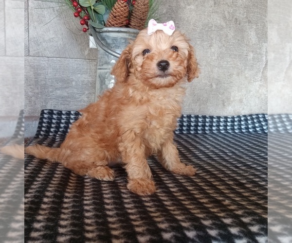 Medium Photo #4 Poodle (Toy) Puppy For Sale in MILFORD, IN, USA