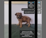 Image preview for Ad Listing. Nickname: Stewie