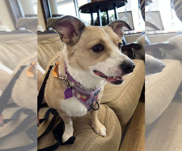 Medium Photo #4 Chihuahua-Unknown Mix Puppy For Sale in Mundelein, IL, USA