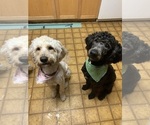 Small Photo #1 Goldendoodle Puppy For Sale in LULING, LA, USA