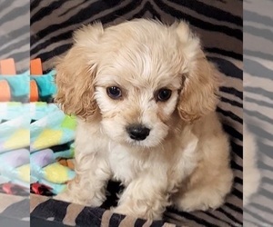 Cavachon Puppy for sale in DOON, IA, USA