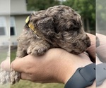 Small Photo #29 Goldendoodle Puppy For Sale in HOWARD CITY, MI, USA
