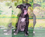 Small #1 Catahoula Leopard Dog Mix