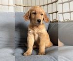 Small #5 Golden Retriever
