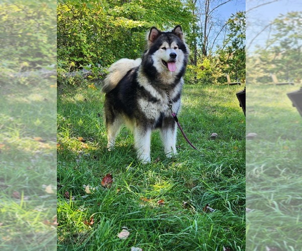 Medium Photo #1 Alaskan Malamute Puppy For Sale in CRIVITZ, WI, USA