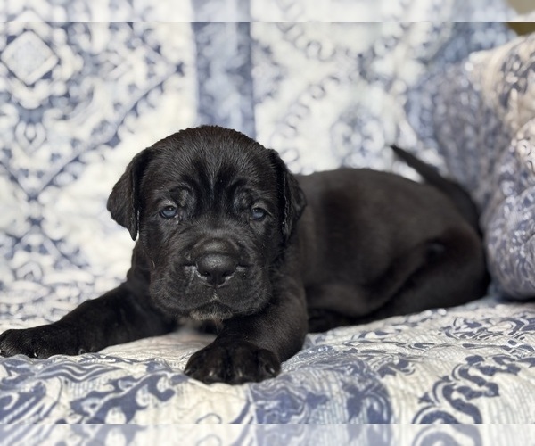 Medium Photo #1 Cane Corso Puppy For Sale in NEWTON, NJ, USA