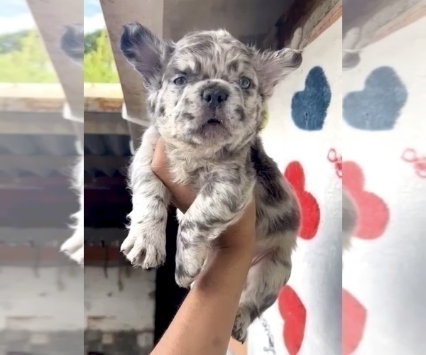 Medium Photo #28 French Bulldog Puppy For Sale in ATLANTA, GA, USA