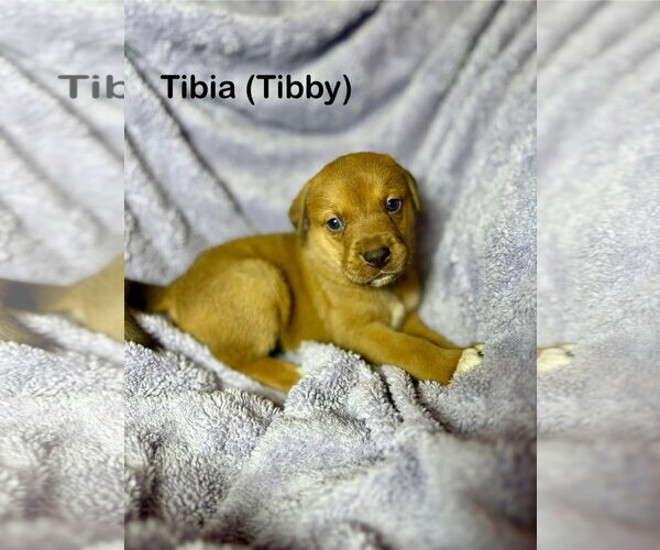 Medium Photo #1 Mutt Puppy For Sale in Duluth, MN, USA