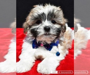 Zuchon Puppy for sale in LOWELL, MA, USA