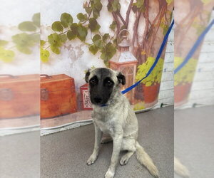 Mutt Dogs for adoption in San Bernardino, CA, USA