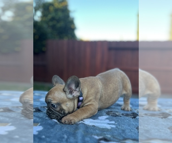 Medium Photo #5 French Bulldog Puppy For Sale in SACRAMENTO, CA, USA