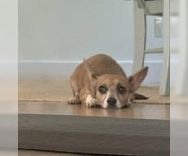 Medium Photo #16 Chiweenie Puppy For Sale in Oakhurst, NJ, USA