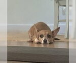 Small #15 Chiweenie