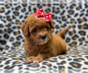 Cavalier King Charles Spaniel-Cavapoo Mix Puppy for sale in LAKELAND, FL, USA