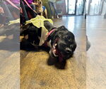 Small #36 American Pit Bull Terrier Mix