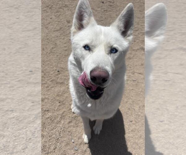 Medium Photo #3 Siberian Husky-Unknown Mix Puppy For Sale in Incline Village, NV, USA