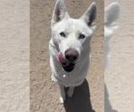Small #2 Siberian Husky Mix