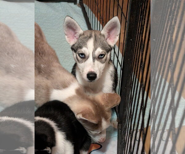 Medium Photo #21 Siberian Husky-Unknown Mix Puppy For Sale in Holly Springs, NC, USA