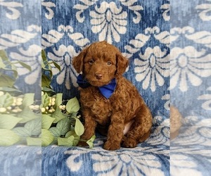 Goldendoodle (Miniature) Puppy for sale in NOTTINGHAM, PA, USA