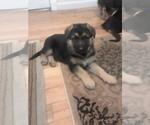Small Photo #19 German Shepherd Dog Puppy For Sale in SACO, ME, USA