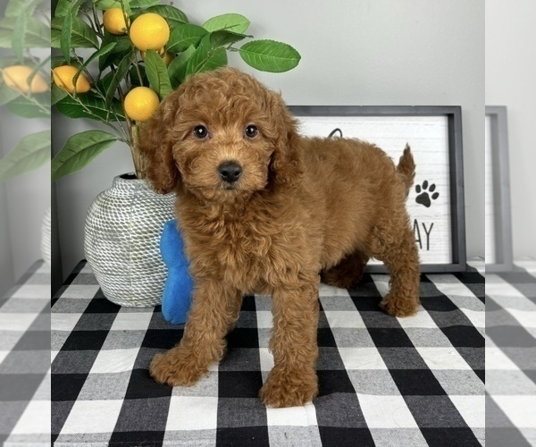 Medium Photo #5 Goldendoodle (Miniature) Puppy For Sale in FRANKLIN, IN, USA