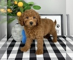Small #4 Goldendoodle (Miniature)