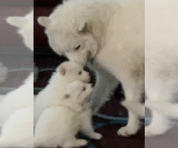 Medium Photo #4 Samoyed Puppy For Sale in DALLAS, TX, USA