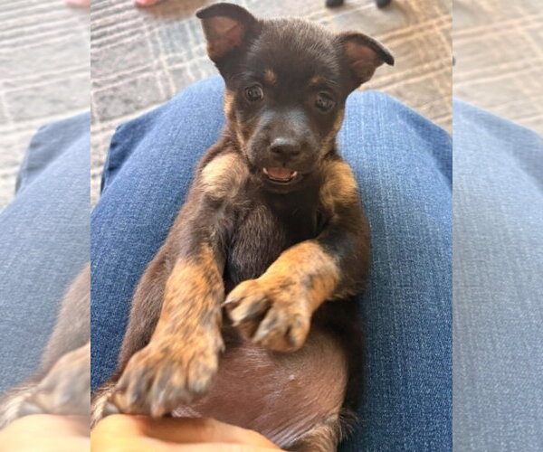 Medium Photo #3 Mutt Puppy For Sale in Corona, CA, USA