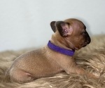 Small #4 French Bulldog