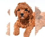 Small #20 Goldendoodle mix (+ Poodle Miniature)