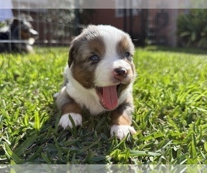 Miniature Australian Shepherd Puppy for sale in SOUTH GATE, CA, USA
