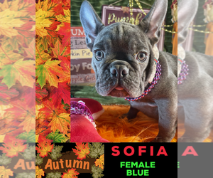 French Bulldog Puppy for sale in HEATHROW, FL, USA