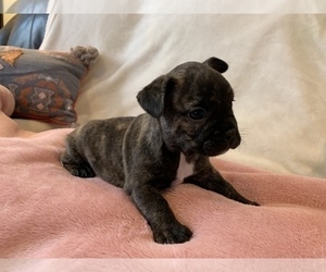 French Bulldog Puppy for sale in JOHNS ISLAND, SC, USA